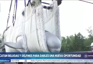 Dos belugas y cuatro delfines son trasladados de Canadá a España