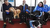 EE.UU: aerolínea emplea a canes para calmar ‘nervios navideños’ de viajeros - Noticias de viajeros