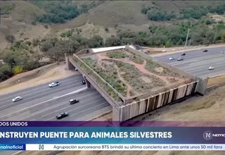 EE.UU: Construyen puente para animales silvestres en California