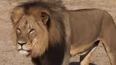 EE.UU.: un león mata a trabajadora de un zoológico - Noticias de zoológico