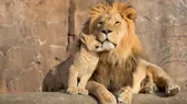 España: Cuatro leones de un zoológico dieron positivo por coronavirus - Noticias de zoologico