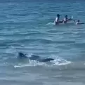 España: Tiburón de más de dos metros causó pánico en playa