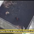 España: Usan drones para alimentar a perros atrapados por lava del volcán de La Palma 