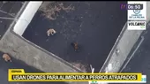 España: Usan drones para alimentar a perros atrapados por lava del volcán de La Palma  - Noticias de espana