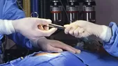 Estados Unidos: Cirujanos trasplantan con éxito un corazón de cerdo a una persona - Noticias de clases presenciales