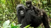 EE. UU.: Dos gorilas de un zoológico dan positivo al coronavirus - Noticias de zoologico