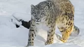 EE. UU.: Un leopardo de las nieves de un zoológico se contagió de coronavirus - Noticias de zoológico