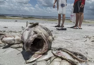 Estados Unidos: Marea roja mató a miles de especies marinas en playas de Florida