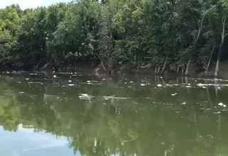 EE.UU.: miles de peces murieron ahogados en whisky en aguas del río Kentucky