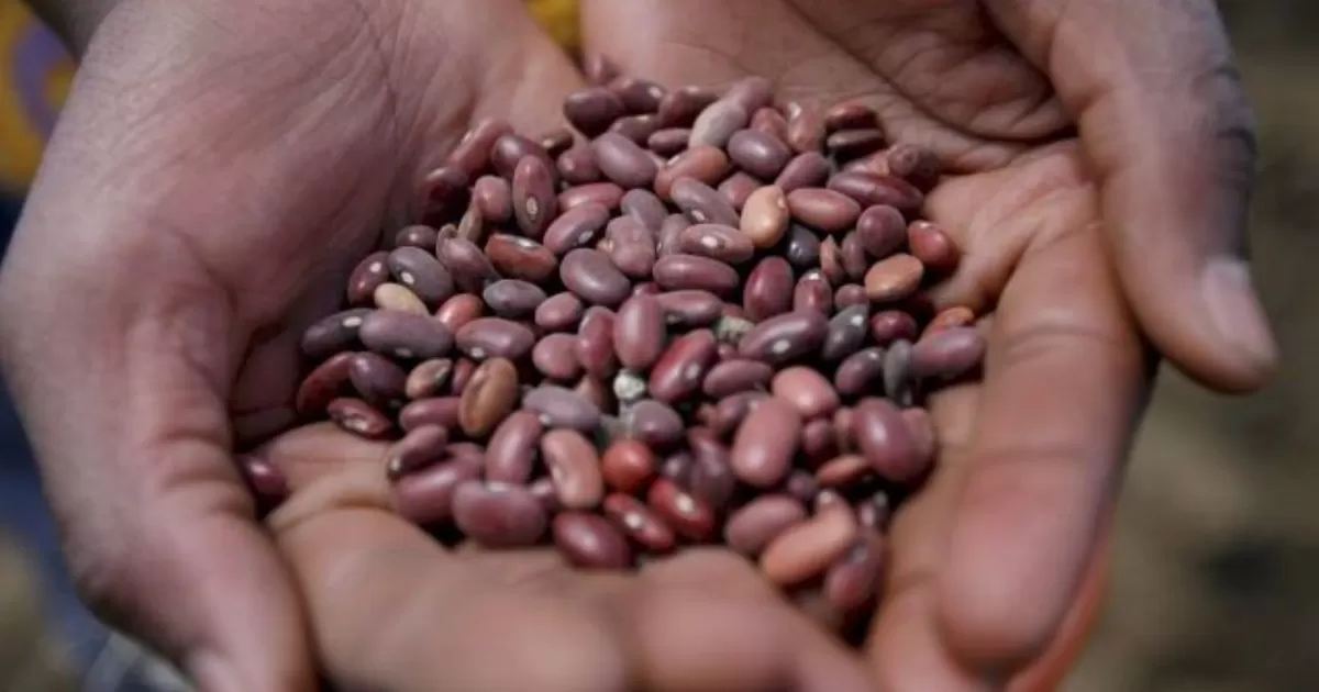 FAO advierte que el costo de importación de alimentos aumentará