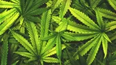 Francia: Incautaron 373 kg de marihuana escondidos en lechugas - Noticias de escondidas