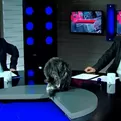 Georgia: Un gato interrumpió un programa de televisión