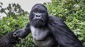 El gorila más grande del mundo a un paso de la extinción - Noticias de extincion