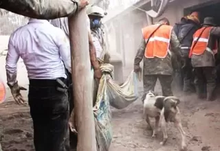 Guatemala: perro guía a rescatistas para encontrar los cuerpos de sus dueños 