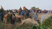 India: Dos elefantes murieron atropellados por un tren - Noticias de elefantes
