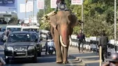 Elefante en India mató a 16 personas en dos meses luego de ser rechazado por su rebaño - Noticias de india