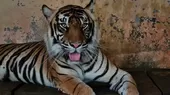 Dos tigres de Sumatra se contagiaron de coronavirus en un zoológico de Indonesia - Noticias de indonesia