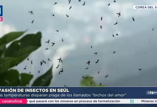 Invasión de insectos sorprende a Seúl en pleno verano asiático