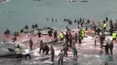 Islas Feroe: masacraron a 180 ballenas durante ritual tradicional - Noticias de islas-canarias