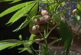 Israel autoriza la exportación de cannabis para uso médico