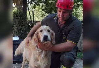 Rescatan con vida a un perro nueve días después del terremoto en Italia