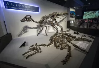 Japón: descubren nueva especie de dinosaurio "pico de pato"