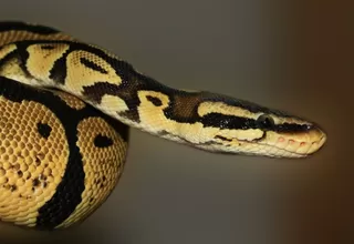 Joven indonesio fue devorado por una serpiente pitón