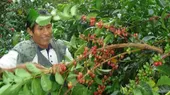 Londres: Perú será parte de la Organización Internacional de Café - Noticias de cafe