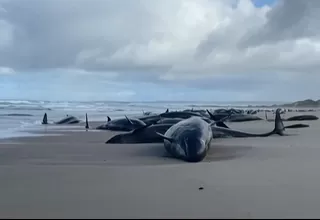 Más de 150 orcas varadas en playa remota de Australia