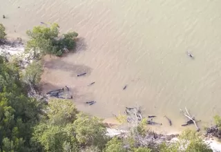 Más de 80 delfines murieron en las costas de Florida