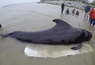 Tailandia: muere una ballena tras tragarse ochenta bolsas de plástico