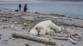 Noruega: Trabajador de crucero mató a oso polar porque atacó a turistas en su hábitat - Noticias de oso-paddington