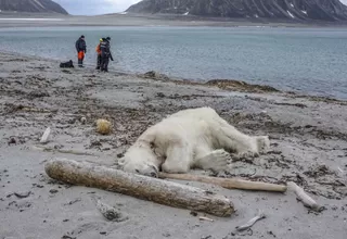 Noruega: Trabajador de crucero mató a oso polar porque atacó a turistas en su hábitat