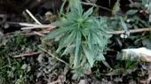 ONU reconoce oficialmente las propiedades medicinales del cannabis - Noticias de cannabis