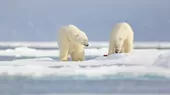 Osos polares en el Ártico se ven obligados a comer plástico debido al cambio climático - Noticias de oso-paddington