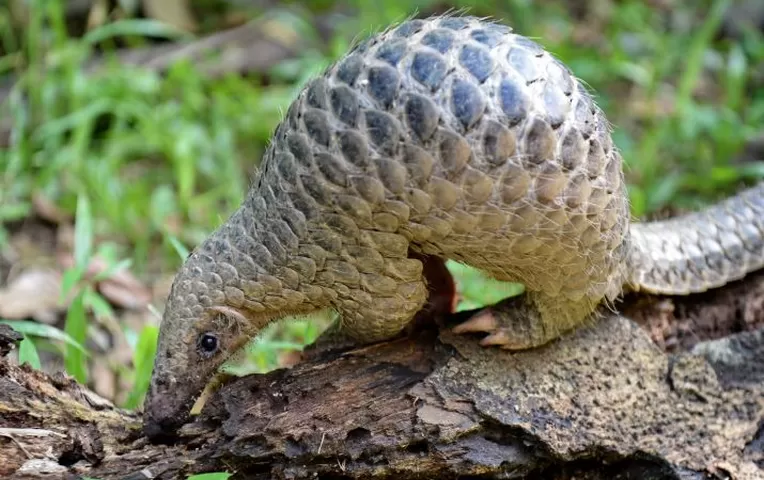 Resultado de imagen para pangolin