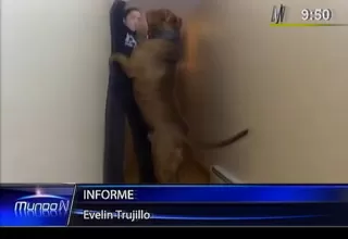 Pitbull de 80 kilos es el más grande del mundo