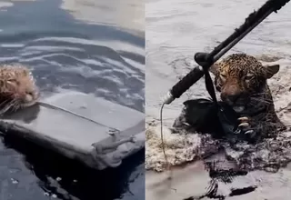 Rescatan a jaguar que recibió disparo en la cabeza