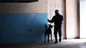 El Salvador: Perros policías son entrenados para detectar casos de COVID-19 - Noticias de perros