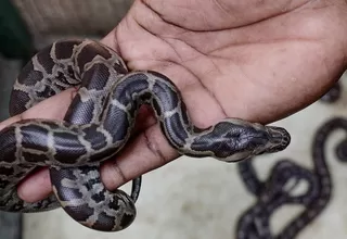 Austria: Serpiente pitón muerde en los genitales a un hombre que estaba sentado en el inodoro