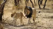 Sudáfrica: tres cazadores murieron devorados por una manada de leones - Noticias de cazadores