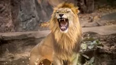 Leones matan a tres niños cerca de reserva natural en Tanzania - Noticias de leones
