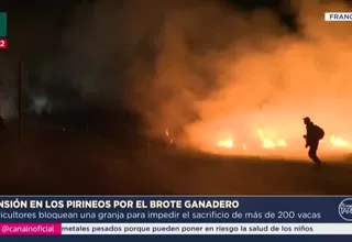 Tensión en los Pirineos: Protestan por sacrificio de 200 vacas en Francia