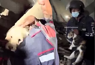 Terremotos en Venezuela: equipos rescatan a mascotas atrapadas
