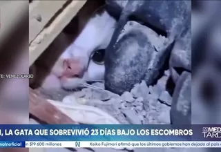 Venezuela: Rescatan a gata tras permanecer 23 días bajo escombros