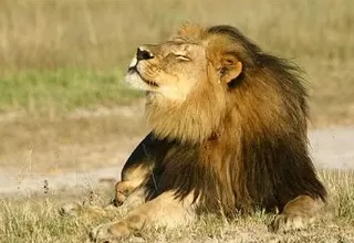 Zimbabue desmiente la muerte del león Jericho, compañero de Cecil