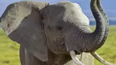 Zimbabue: elefante mata a pisotones a una turista alemana - Noticias de elefante-marino