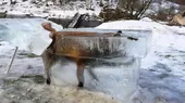 Zorro quedó congelado tras caer a río en Alemania - Noticias de zorro