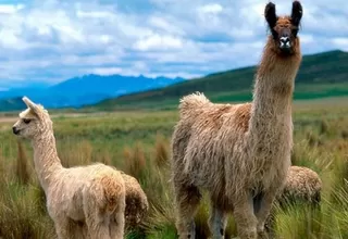 Arequipa: trasladan a camélidos debido a la llegada de cenizas del Sabancaya