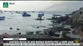 Arequipa: Continúa recojo de aves marinas muertas por la gripe aviar - Noticias de recojo